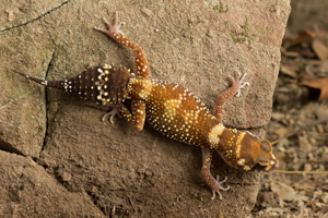 Leaf tailed Gekko.jpg