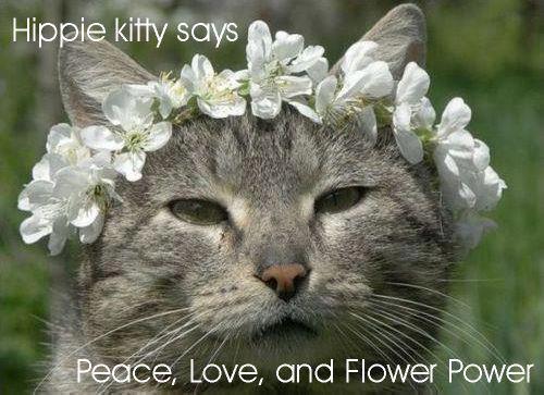 hippycitty.jpg