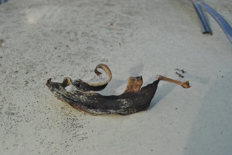 Isuzu Florian finds - 05 - banana skin.JPG